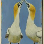Two Gannets