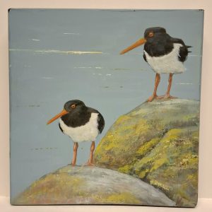 Oystercatchers