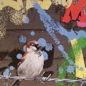 House Sparrow